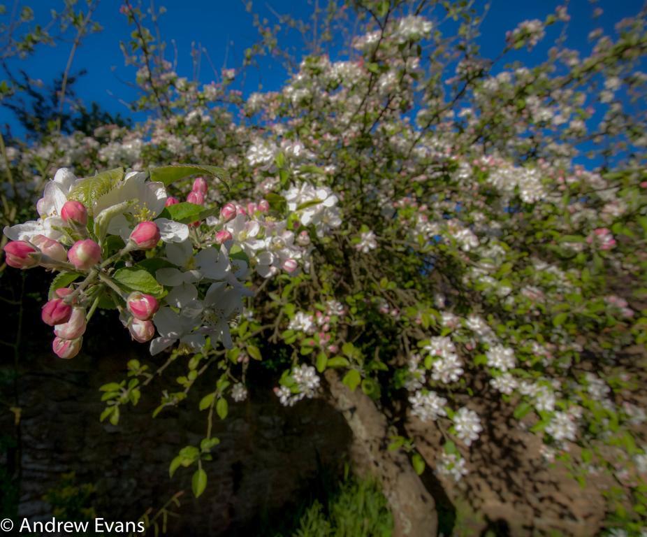 Lea House Bed And Breakfast Ross-on-Wye Exteriér fotografie